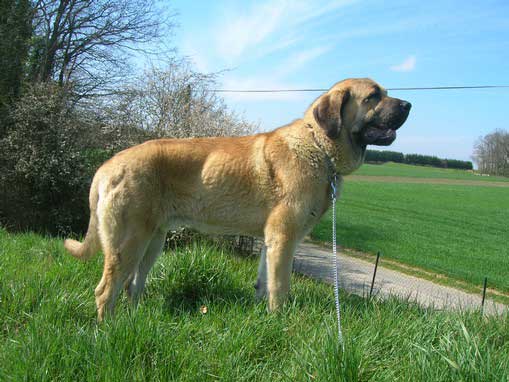 Kromagnon Tornado Erben (9months and 3 days), 1st exc, young champion of Luxembourg - Young Class Males, International show Luxembourg 31.03.2007
(Basil Mastifland X Deborah Tornado Erben)

Keywords: 2007 krogmanon