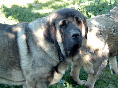 Kurro Dancá Cotufa - 14 months.
(Ch. Ulises de Ablanera x Chanca Dancá Cotufa) 
 

Keywords: cotufa