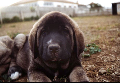 Kurro Dancá Cotufa
(Ch. Ulises de Ablanera x Chanca Dancá Cotufa)


 

Keywords: puppyspain puppy cachorro cotufa