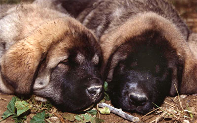 Kampo Dancá Cotufa & Kurro Dancá Cotufa
(Ch. Ulises de Ablanera x Chanca Dancá Cotufa) 

 

Keywords: puppyspain puppy cachorro cotufa