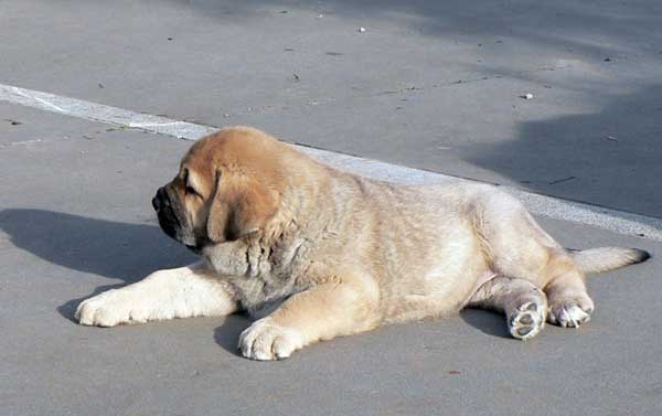 Puppy from Ablanera - 45 days old
(Llanero de Ablanera x Telva)  

Keywords: angel puppyspain puppy cachorro