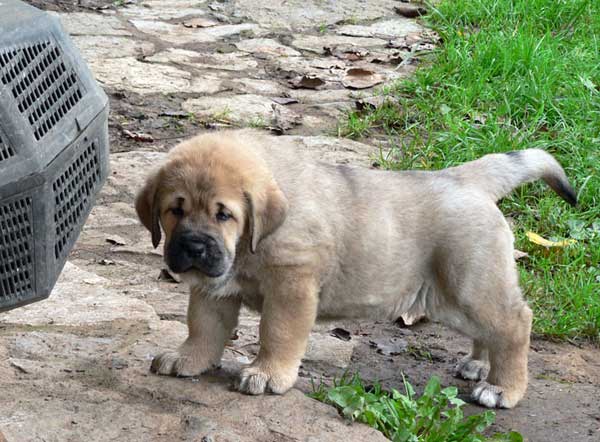 Puppy from Ablanera - 45 days old
(Llanero de Ablanera x Telva) 
Keywords: ablanera cachorro