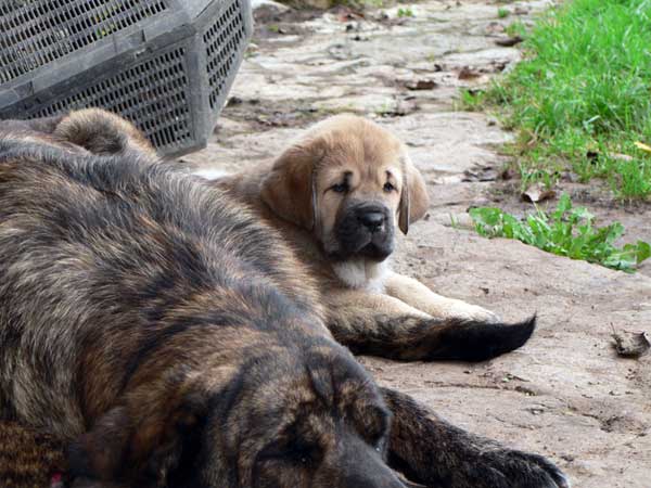 Puppy from Ablanera - 45 days old
(Llanero de Ablanera x Telva)  

Keywords: angel puppyspain puppy cachorro