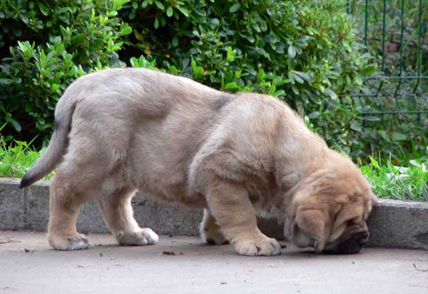 Puppy from Ablanera - 45 days old
(Llanero de Ablanera x Telva)  

Keywords: angel puppyspain puppy cachorro