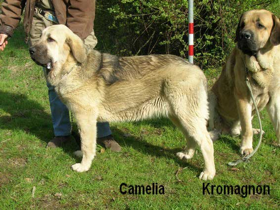 Camelia: Very Promising (Puppy Class Females) & Kromagnon Tornado Erben: 1exc, CACS, BOB (Intermediate Class Males) - Special Club Show, La Roche Sur Yon, France, 06.04.2008
Camelia: (Algarrobo X Vaguera)
Kromagnon: (Basil Mastifland X Deborah Tornado Erben)
Keywords: 2008 kromagnon camelia