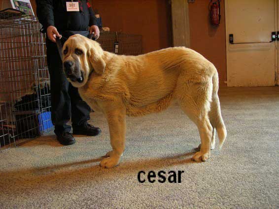 Cesar: Very Promising (Puppy Class Males) - Special Club Show, La Roche Sur Yon, France, 06.04.2008
(Algarrobo X Vaguera)

Trefwoorden: 2008