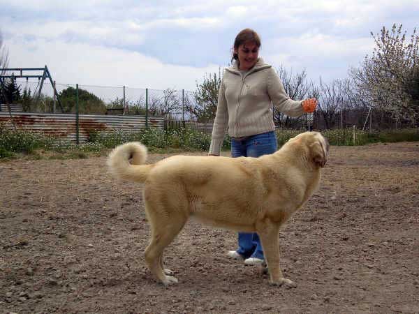 Pizca de Valdejera jugando con Lourdes
Nistos de Valdejera x Nati de Valdejera
Keywords: leonvera