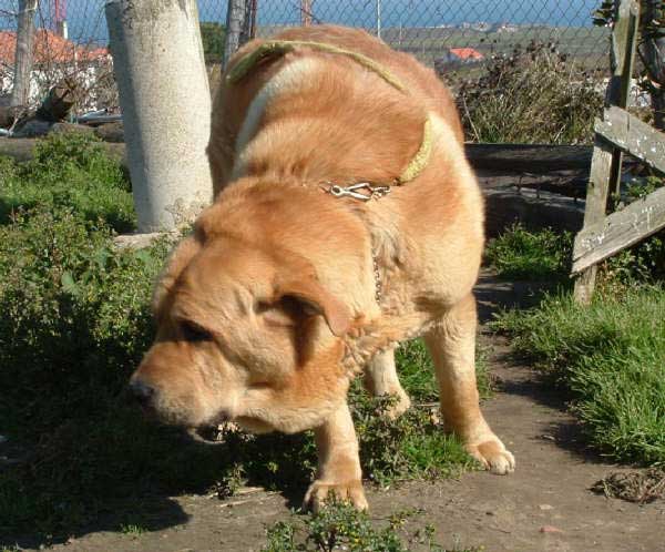 Lagartijo
Born: 20-09-2002
(Sanson de las Cañadas x Pas de la Valleja)  

