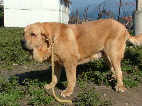 Lagartijo
Born: 20-09-2002
(Sanson de las Cañadas x Pas de la Valleja)  

