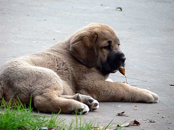 Puppy from Ablanera - 45 days old
(Llanero de Ablanera x Telva)  

Keywords: ablanera cachorro