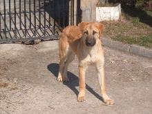 Adoption - MARTIN
[url=http://elhocico.org/401.html] El Hocido [/url] 
NOMBRE: "MARTIN"
RAZA: CRUCE DE MASTIN.
SEXO: MACHO.
EDAD: 6-8 MESES. 
TAMAÑO: GRANDE.
FECHA DE ENTRADA EN EL REFUGIO: DICIEBRE DE 2008. 
CARACTERISTICAS DE SU COMPORTAMIENTO:
- PERRO LIMPIO. 
- ES BUENO CON LAS PERSONAS Y CON OTROS PERROS. 
- PASEA BIEN CON CORREA.
- NECESITA MUCHO CARIÑO. 

Contacto E-mail: protectora@elhocico.org 
Keywords: salamanca