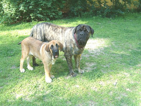 Pacino (Pacha de Montes del Pardo) and  Brando - 02.07.2007
(Toro de Montes del Pardo X Isis de Montes del Pardo)    
Born: 15.03.2007
Keywords: norma pacino tatyana deniro brando