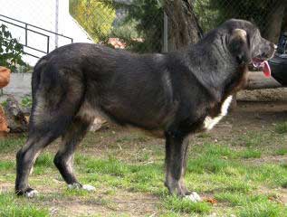 Mora - 1 year old - October 2004
