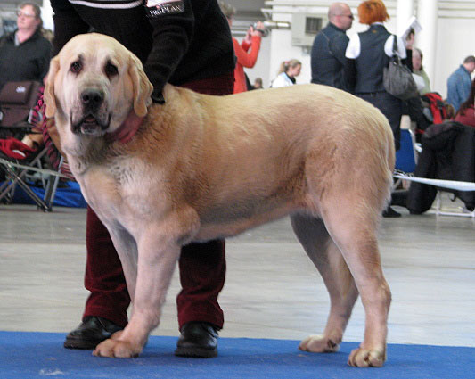 Azura Black Hanar: Very good 2 (Open Class Females) - International Show Brno, 10.02.2008
Keywords: 2008