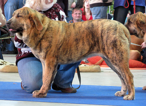 Chanel Zaark Mastibe: Very promising 2 (Puppy Class Females) - International Show Brno, 10.02.2008
Keywords: 2008 mastibe