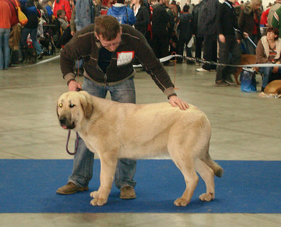 Enchilada Fre-Su: Exc.1, CAJC (Young Class Females) - International Show Brno, 10.02.2008
Keywords: 2008 fresu