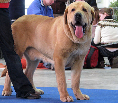 Gabon z Kraje Sokolu: Exc.1, CAC, CACIB (Intermediate Class Males) - International Show Brno, 10.02.2008
Keywords: 2008 sokol