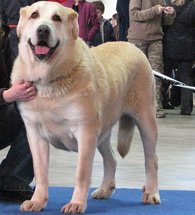 Gia z Kraje Sokolù: Very good 2 (Intermediate Class Females) - International Show Brno, 10.02.2008
Keywords: 2008 sokol