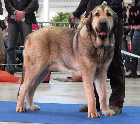 Luis Tornado Erben: Exc.1, CAJC (Young Class Males) - International Show Brno, 10.02.2008
Keywords: 2008 tornado