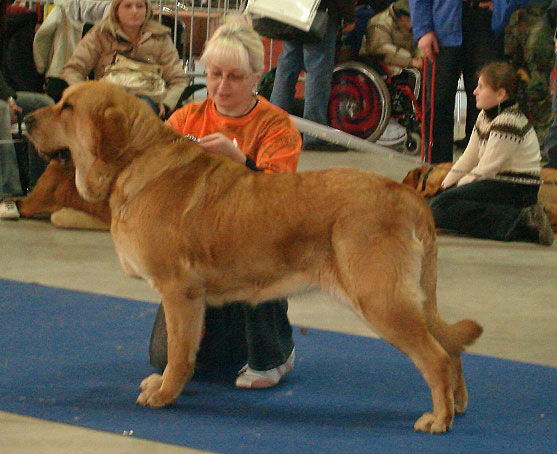 Heidy Tornado Erben: Exc.1, CAC, Res.CACIB (Open Class Females) - International Show Brno, 10.02.2008
Keywords: 2008 tornado