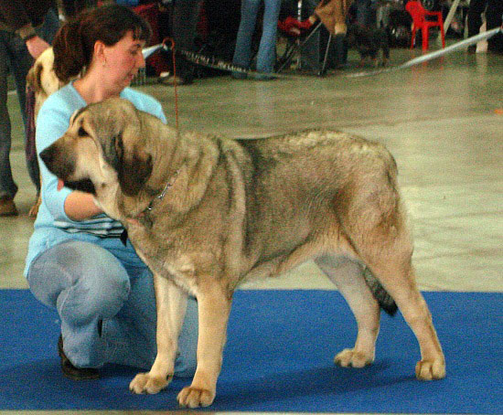 Linda Tornado Erben: Exc.2 (Young Class Females) - International Show Brno, 10.02.2008
الكلمات الإستدلالية(لتسهيل البحث): 2008 tornado