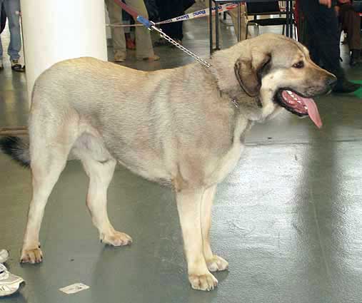 Arand Duero Temudzin, Exc. 2 Young Class Males - International show Brno 12.02.2007
Keywords: 2007 temudzin