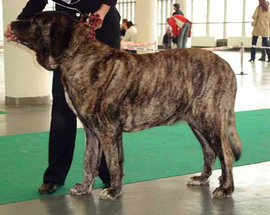 Graci Mastibe, Exc. 1, CAC, res.CACIB Open Class Females - International show Brno 11.02.2007
(Enamorado Ernesto Mastibe x Connie Mastibe) 
Keywords: 2007 mastes