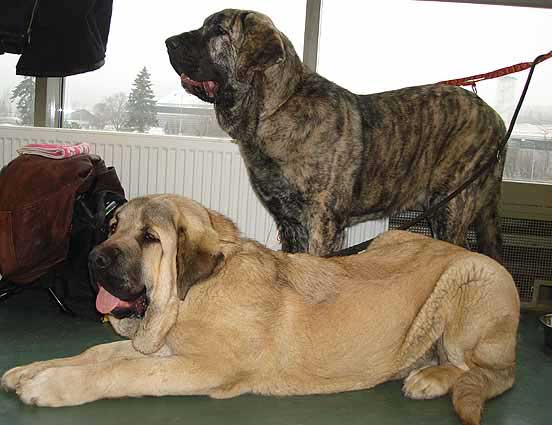 Neron de Laciana & Holly Mastibe, Very promising 2 Puppy Class Females  - International show Brno 11.02.2007
Neron: (Ch. Caminante de Laciana x Serena del Valle de Pisueña) owner: Iva Jarova
Holly: (Druso de la Aljabara x Connie Mastibe)
Keywords: 2007