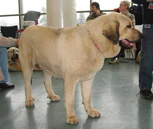 Ramonet, Exc. 1, CAJC, BOB - Young Class Males - International show Brno 11.02.2007
(Ron de Babia x Trufa de Trashumancia)
Keywords: 2007 tornado