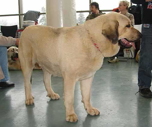 Ramonet, Exc. 1, CAJC, BOB - Young Class Males - International show Brno 11.02.2007
(Ron de Babia x Trufa de Trashumancia)
Keywords: 2007 tornado