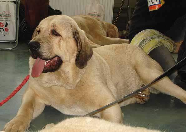 Ramonet, Exc. 1, CAJC, BOB - Young Class Males - International show Brno 11.02.2007
(Ron de Babia x Trufa de Trashumancia)
Keywords: 2007 tornado