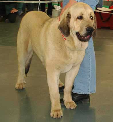 Ramonet, Exc. 1, CAJC, BOB - Young Class Males - International show Brno 11.02.2007
(Ron de Babia x Trufa de Trashumancia)
Keywords: 2007 tornado