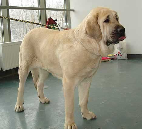 Amigo Zeus Bis Mastibe, Exc. 1 CAC, CACIB Intermediate Class Males - International show Brno 11.02.2007
(Enamorado Ernesto Mastibe x Feya Mastibe) 

Keywords: 2007 mastibe