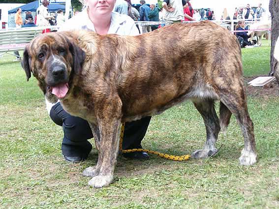 Daren z Kraje Sokolu - Exc. 1, CAC, CACIB - International Show, Litomerice, Czech Republic, 21.05.2006
(Alto del Grande Creta Lago x Ch.Aylen z Kraje Sokolu) 
Keywords: 2006 sokol