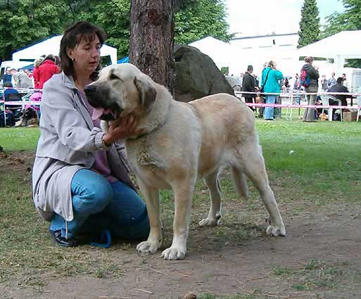 Florita Maja Tornado Erben - Exc. 1, CAC, res.CACIB - International Show, Litomerice, Czech Republic, 21.05.2006
(Druso de la Aljabara x Cica Ha-La-Mü) 


Keywords: 2006 tornado