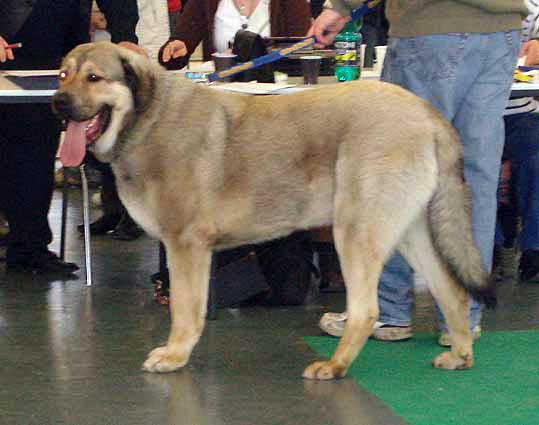 Arand Duero Temudzin, Exc. 2 Young Class Males - International show Brno 12.02.2007
(Agassi Sentinel x Ambra Angmus) 
Keywords: 2007 temudzin