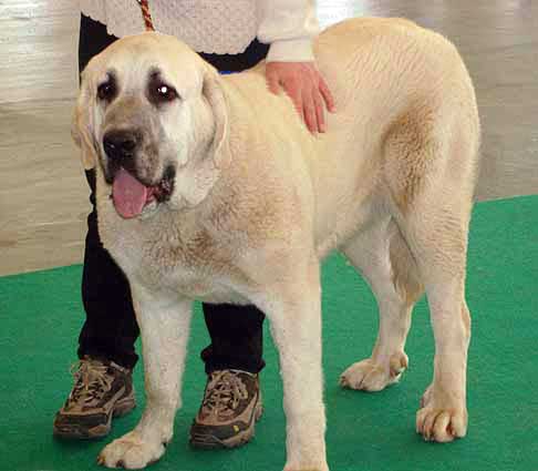 Azura Black Hanar - Exc. 1, CAJC Young Class Females - International show Brno 11.02.2007
(Dionysos Tornado Erben x Fusil de Chispa Ha-La-Mü) 

Keywords: 2007