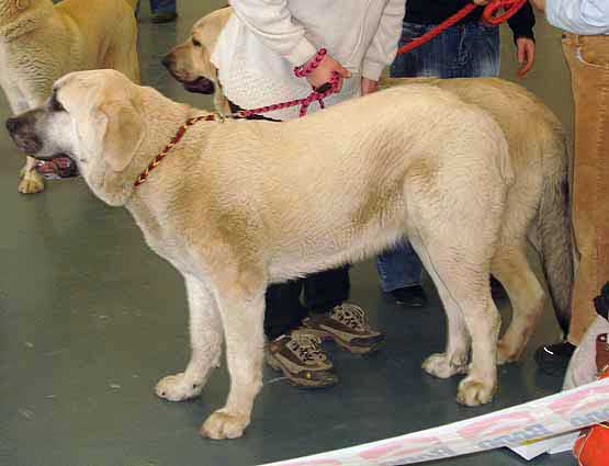 Azura Black Hanar - Exc. 1, CAJC Young Class Females - International show Brno 11.02.2007
(Dionysos Tornado Erben x Fusil de Chispa Ha-La-Mü) 

Keywords: 2007