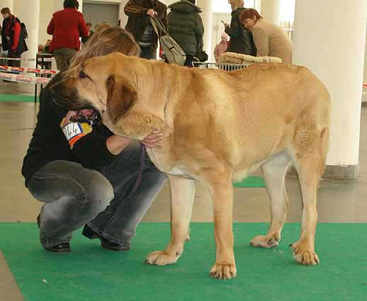 Feimi z Kraje Sokolu, Very good 2 Young Class Females - International show Brno 11.02.2007
(Sultan x Aylen z Kraje Sokolu) 
Keywords: 2007 sokol