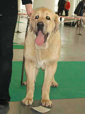 Gabon z Kraje Sokolu, Very promising 1 Puppy Class Males - International show Brno 11.02.2007
(Sultan x Clea z Kraje sokolu) 
Keywords: 2007 mastes