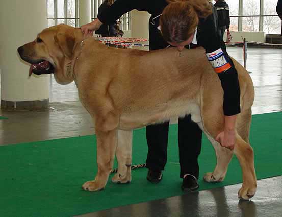 Gabon z Kraje Sokolu, Very promising 1 Puppy Class Males - International show Brno 11.02.2007
(Sultan x Clea z Kraje sokolu) 
Keywords: 2007 mastes