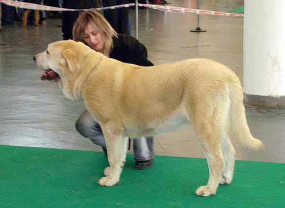 Gia z Kraje Sokolu, Very promising 1 Puppy Class Females - International show Brno 11.02.2007
(Sultan x Clea z Kraje Sokolu) 

Keywords: 2007