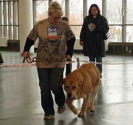 Heidy Tornado Erben, Exc. 2, res.CAC Intermediate Class Females - International show Brno 11.02.2007
(Druso de la Aljabara x Cassandra Tornado Erben) 
Keywords: 2007