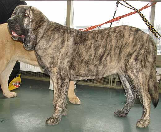 Holly Mastibe, Very promising 2 Puppy Class Females - International show Brno 11.02.2007
(Druso de la Aljabara x Connie Mastibe) 
Keywords: 2007