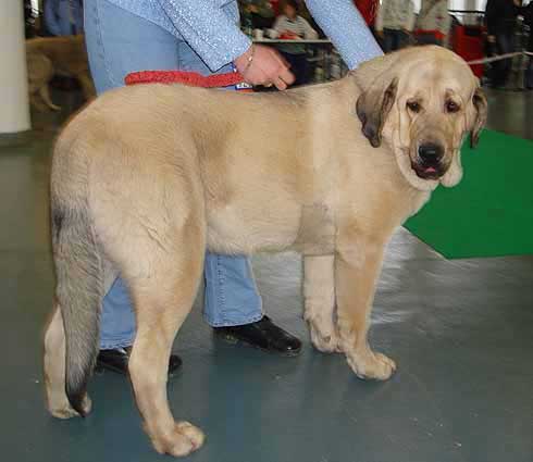 Ramonet, Exc. 1, CAJC, BOB - Young Class Males - International show Brno 11.02.2007
(Ron de Babia x Trufa de Trashumancia)
Keywords: 2007 tornado