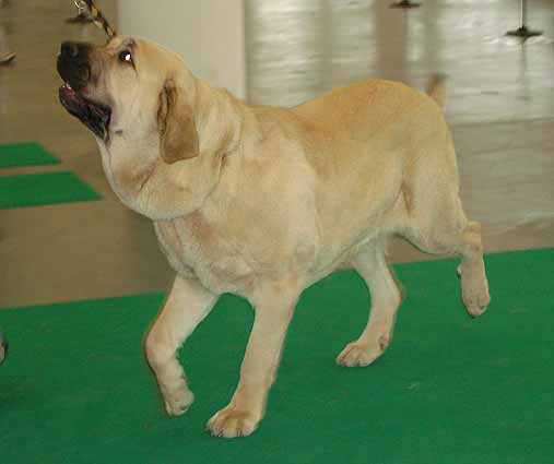 Amiga Zazi Bis Mastibe, Exc. 1, CAC, CACIB, Intermediate Class Females - International show Brno 11.02.2007
(Enamorado Ernesto Mastibe x Feya Mastibe) 

Keywords: 2007 mastibe