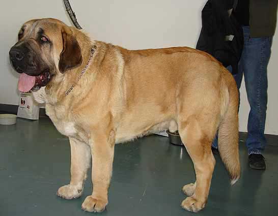 Amigo Zeus Bis Mastibe, Exc. 1 Intermediate Class Males - International show Brno 11.02.2007
(Enamorado Ernesto Mastibe x Feya Mastibe) 
Keywords: 2007 mastibe