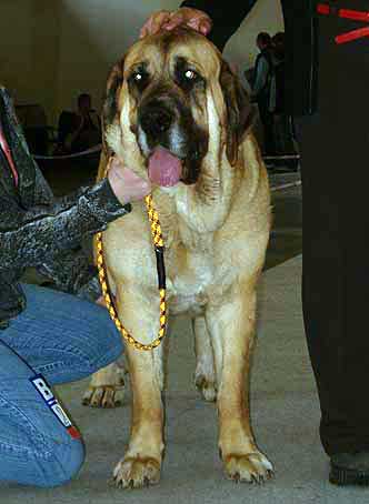 Elita z Kraje Sokolu - Intermediate Class Females - Exc.1, CAC, CACIB, BOB - International Show, Ceske Budejovice, 23.04.2006
Keywords: 2006 sokol