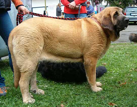 Amiga Zula Bis Mastibe - Young Class Females - Exc.1, CAJC - International Show, Ceske Budejovice, 23.04.2006 
Keywords: 2006 calverota