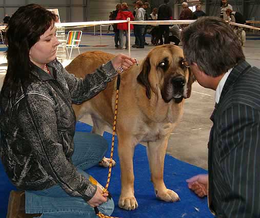 Elita z Kraje Sokolu - Exc. 1, CAC, CACIB - Intermediate Class Females - International Show, Prague, Czech Rep. - 30.04.2006


 


Keywords: 2006